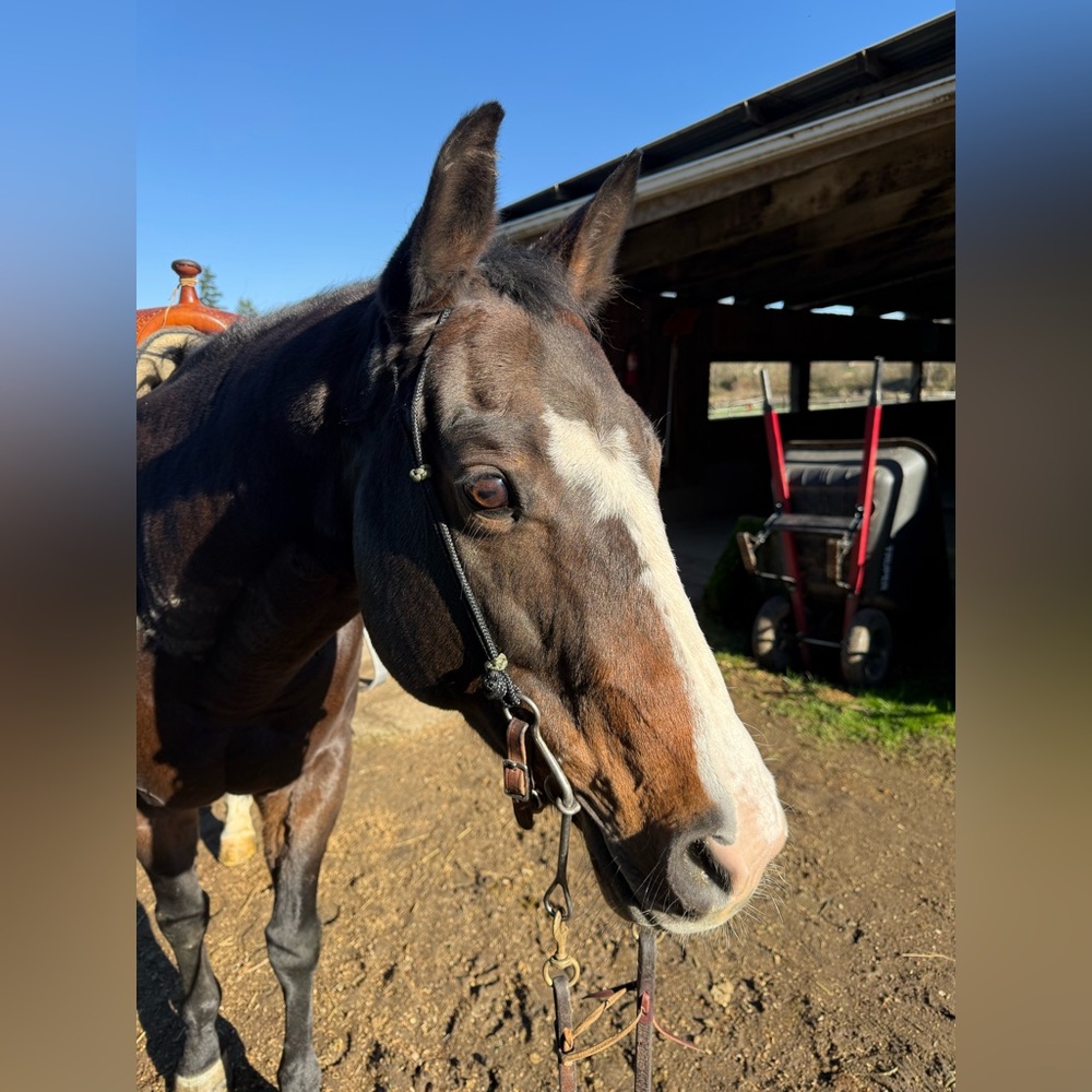 One Ear Rope Headstall/Bridle - Picture 2 of 5